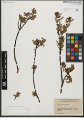 Foto von Salix waldsteiniana Willd.